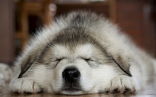 dogs husky sleeping paws 1920x1080 wallpaper 